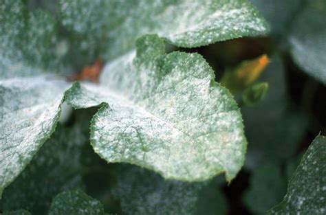 Fungicide Description Types And Examples Britannica