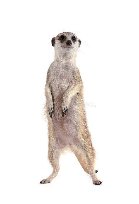 Cute Meerkat Stands On Its Hind Legs Stock Photo Image Of Mammal