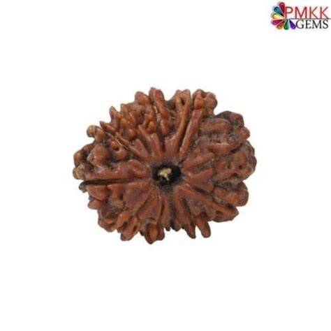 Natural Nepali Eleven Mukhi Rudraksha At Rs 4300piece 11 मुखी