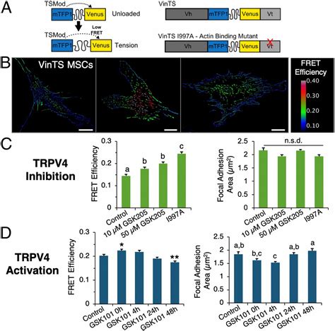 TRPV4 Mediated Calcium Signaling In Mesenchymal Stem Cells Regulates