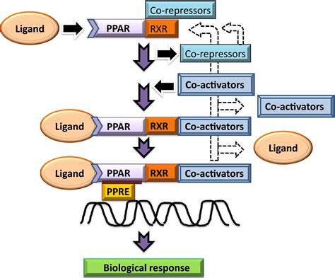 Peroxisome Proliferatoractivated Receptors In Cardiac Energy