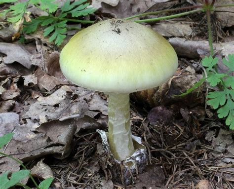 Amanita Phalloides Amanita Falloide Funghi Velenosi Funghi Magazine
