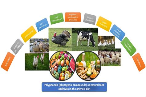 Application of polyphenolic compounds in animal nutrition and their ...