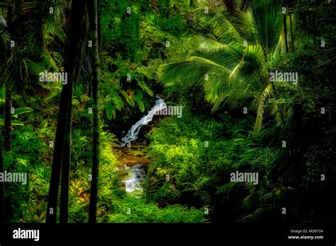 Waterfalls on Anini stream. Princeville Botanical Gardens. Kauai, Hawaii Stock Photo - Alamy