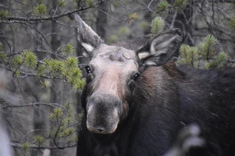 The Moose Face Photograph By Susan Chesnut Fine Art America