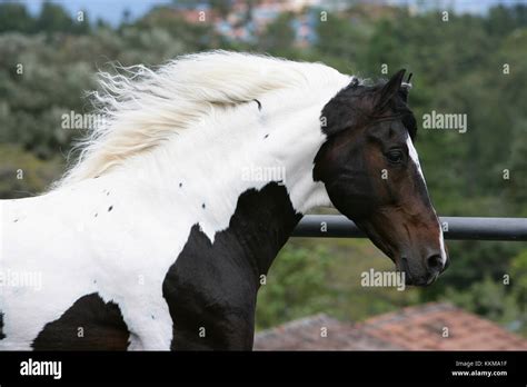 Criollo Hi Res Stock Photography And Images Alamy