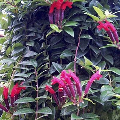 Tuberflora Nursery - Aeschynanthus lobbianus