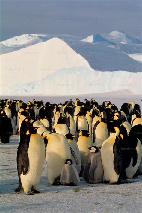 map of where penguins live 3