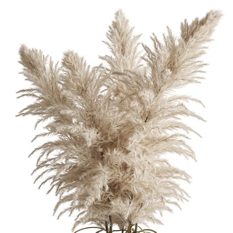 Cortaderia Selloana In Amber Glass Vase 3d Model For Corona