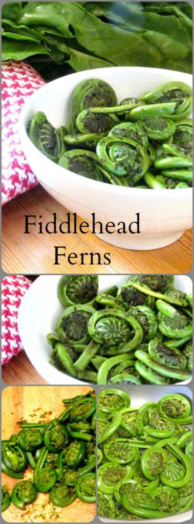 Fiddlehead Ferns - Inhabited Kitchen