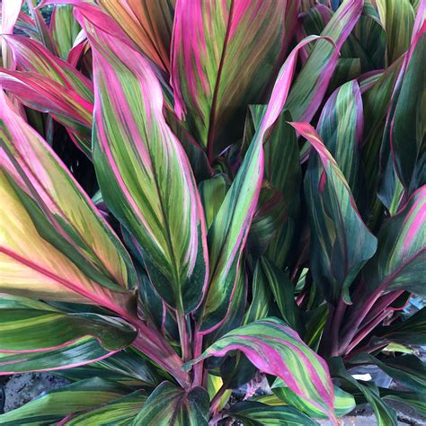 Harlequin Cordyline Ti Plant Seeds - Etsy | Ti plant, Tropical garden