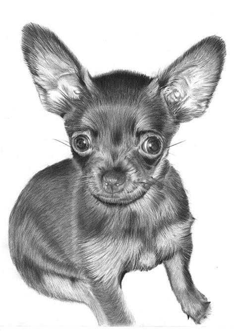 Chihuahua Drawing By Joey Bergeron Pixels