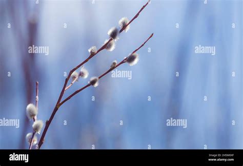 Pussy Willow Branches With Catkins Spring Background Text Space Stock Photo Alamy