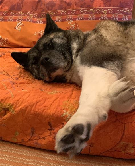 Akita Dog Laying on Orange Bed