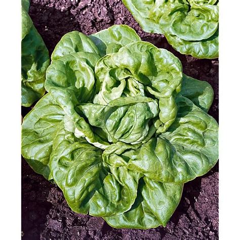 Laitue Grosse Blonde Paresseuse Graines Baumaux
