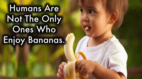 You Will Never Throw Away Banana Peels After Watching This Youtube