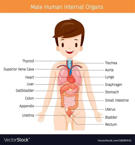 intricate anatomy  visual exploration   human bodys