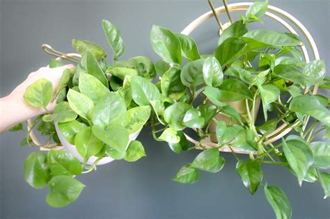 Lemon Meringue Pothos Vs Global Green Pothos A Houseplant Comparison Keep Your Plants Alive