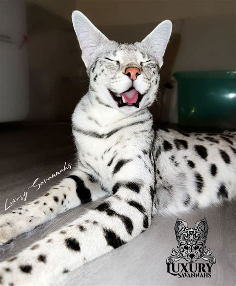 A White And Black Spotted Cat Laying On The Floor With It S Mouth Open