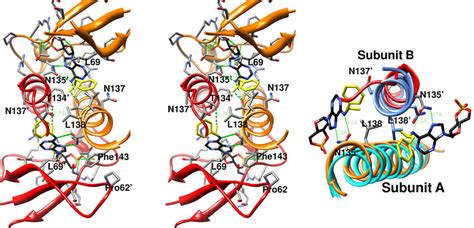 Left Stereo View Of The Key Residues Of The N 6 Camp Binding Pocket Download Scientific