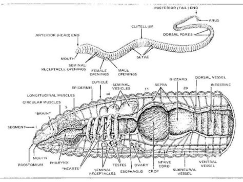 Worm Biology 101