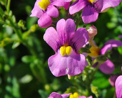 GardensOnline: Nemesia fruticans syn. Nemesia caerulea