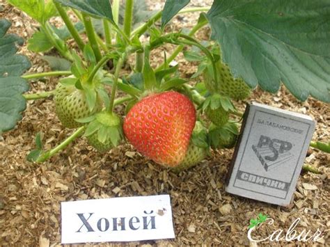 Клубника Хоней. Купить рассаду в Украине.