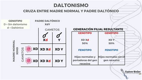 Genetica Daltonismo