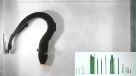 Biologist Subjects Himself to an Electric Eel Attack for Science