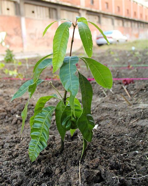 Cómo y cuándo plantar Mango mijardin es