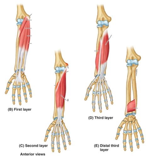 anterior antebrachial muscles diagram diagram quizlet