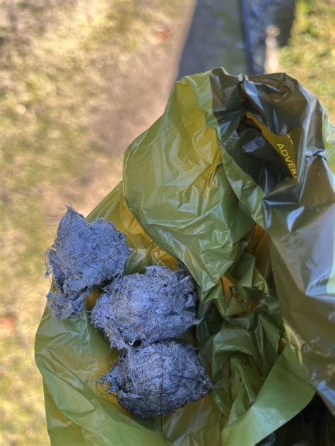 animal dropping identification 4