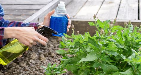 How To Get Rid Of Aphids Permanently Control And Keep Them Away Embracegardening