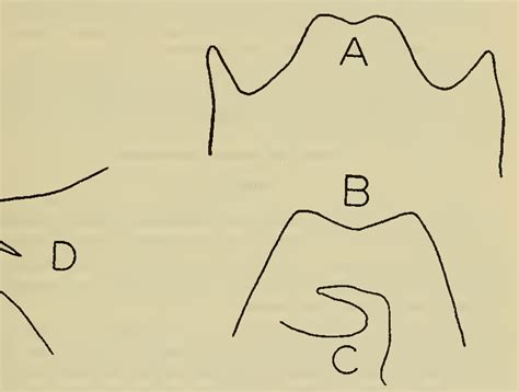 Figure 1 From Two New Naucorid Bugs Of The Genus Ambrysus Semantic