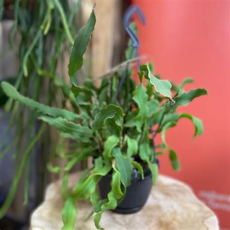 epiphyllum guatem. var. monstrosa | kaktus storczykowy
