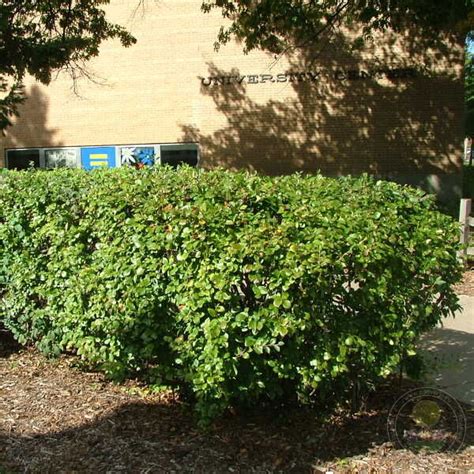 Кизильник блестящий (Cotoneaster lucidus) купить саженцы в Москве по ...