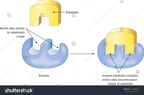 enzyme substrate complex images stock  vectors shutterstock