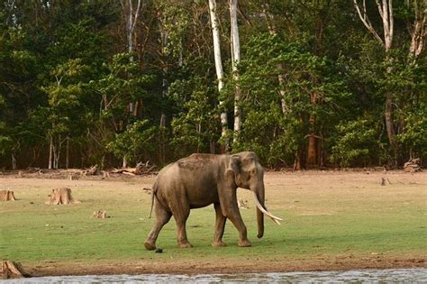 Premium Photo Elephant Marvels Aweinspiring Encounters With Earths