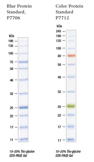 Dna Molecular Weight Calculator Neb – Blog Dandk