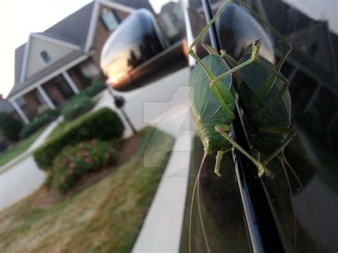 Green Leaf Bug By Cam Creates On Deviantart
