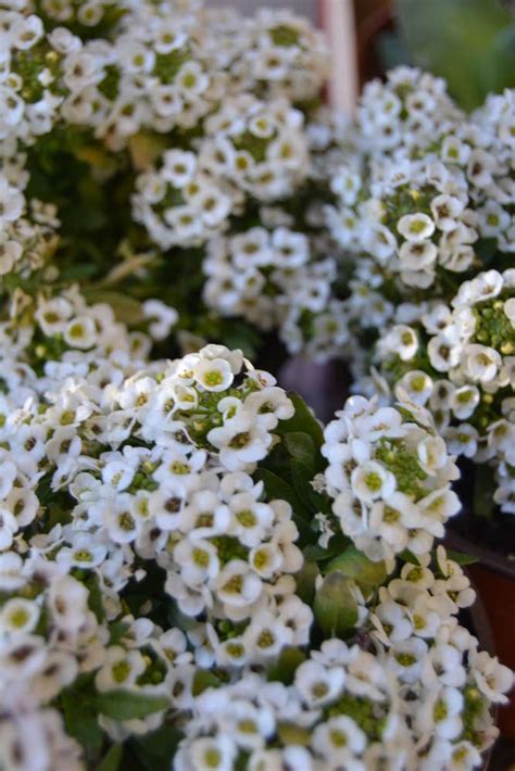 Planta De Aliso De Mar Lobularia Maritima Alyssum Maritimum