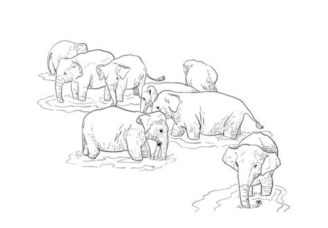 Los Mejores Dibujos De Elefantes Para Colorear 🥇