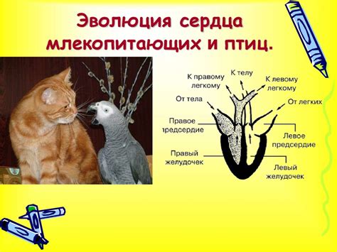 Эволюция сердца позвоночных животных - презентация онлайн