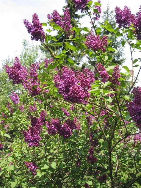 Lilac - Learn About Nature