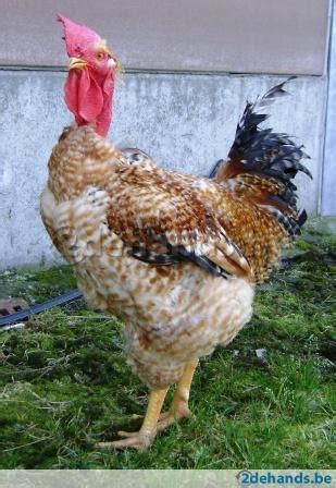 Breed Savers Naked Necks Chickens That Look Like Turkeys