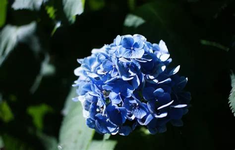 Wallpaper Leaves Light Flowers Shadow Garden Blue Bokeh