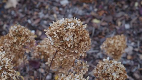 How to deadhead hydrangeas and when to do it | Tom's Guide