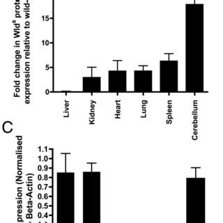 Wlds Protein Expression Did Not Affect Histopathology Of Non Neuronal