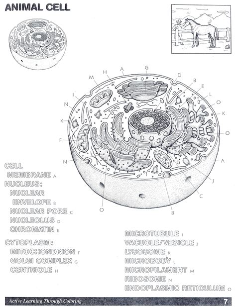 animal cell
