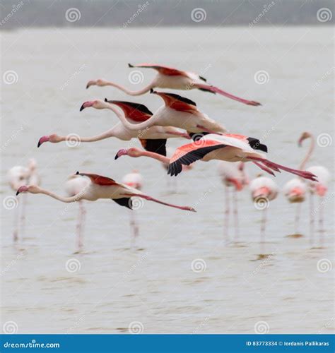 Flying Flamingos Over Larnaca Salt-lake in Cyprus Stock Photo - Image